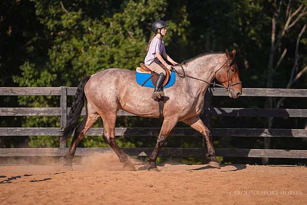 husband-safe-percheron-horse