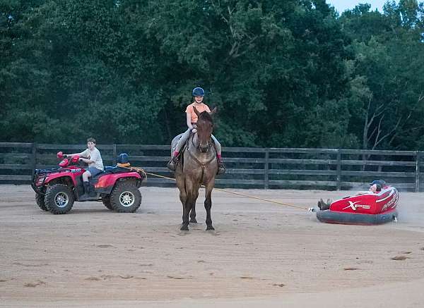 jumping-percheron-horse