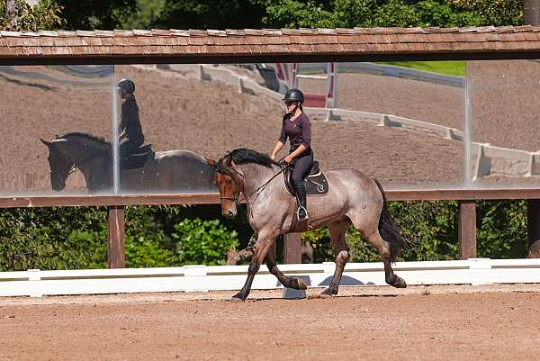 kid-safe-percheron-horse