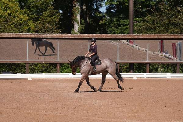 lesson-percheron-horse