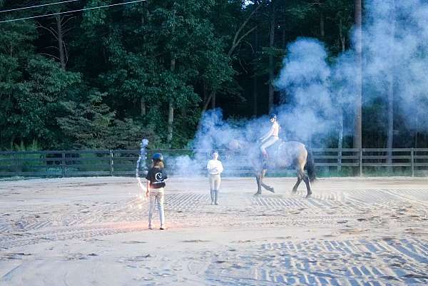 ridden-english-percheron-horse