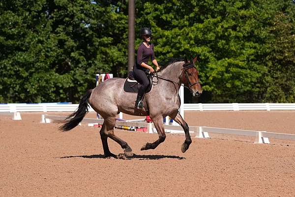 ridden-western-percheron-horse