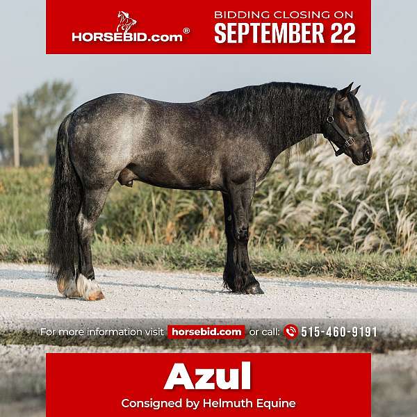 all-around-gypsy-vanner-horse