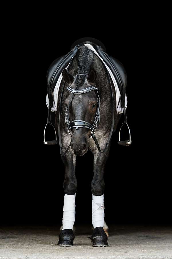 athletic-gypsy-vanner-horse