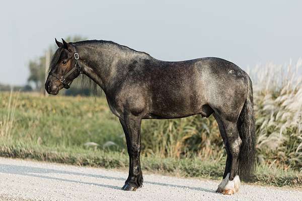 cross-gypsy-vanner-horse