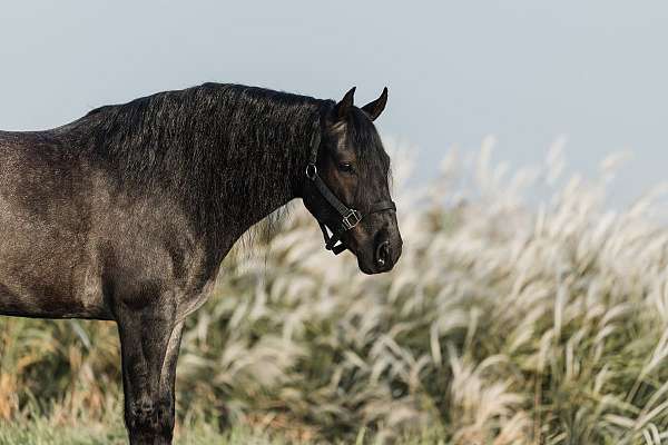 dressage-gypsy-vanner-horse