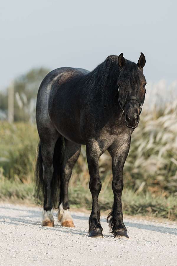 driving-gypsy-vanner-horse