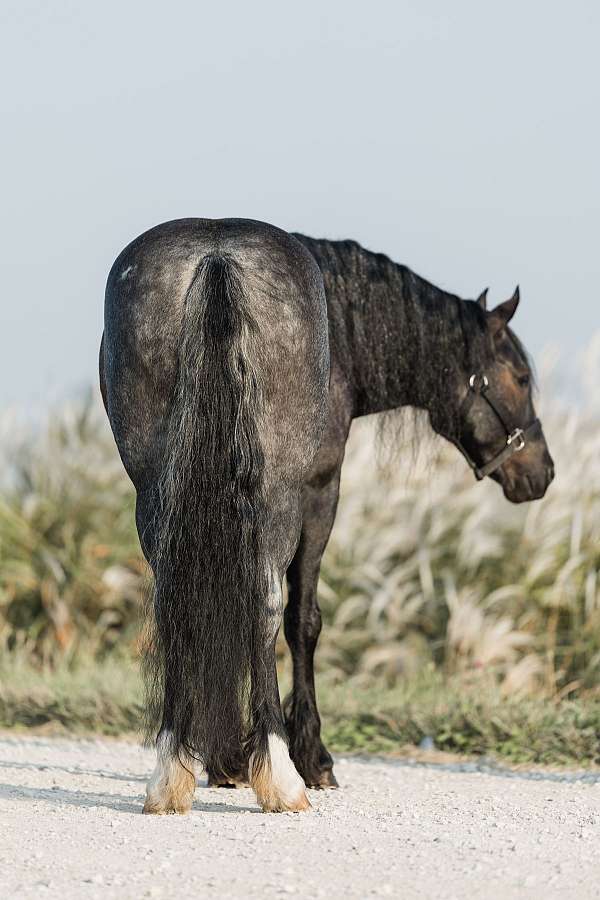 flashy-gypsy-vanner-horse