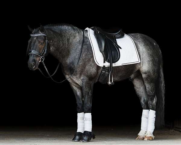 kid-safe-gypsy-vanner-horse