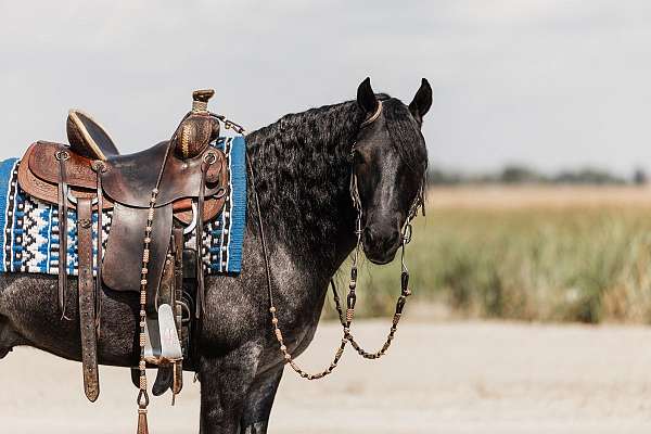 performance-gypsy-vanner-horse