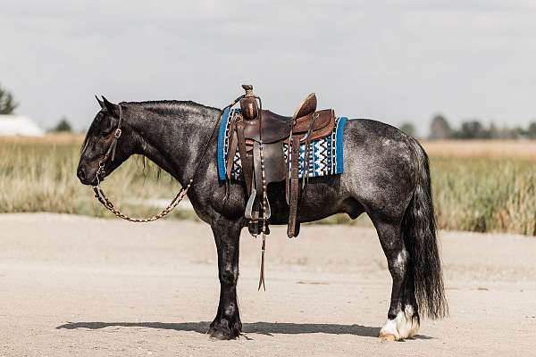 ridden-english-gypsy-vanner-horse
