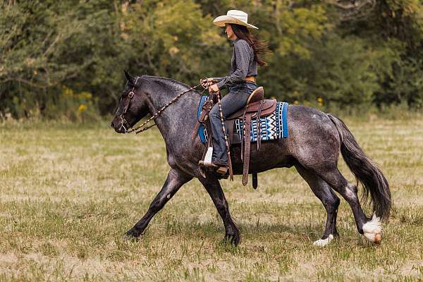 ridden-western-gypsy-vanner-horse