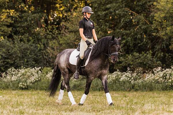 show-hack-gypsy-vanner-horse