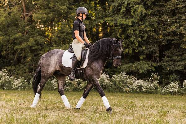 trail-gypsy-vanner-horse