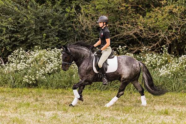 trail-riding-gypsy-vanner-horse