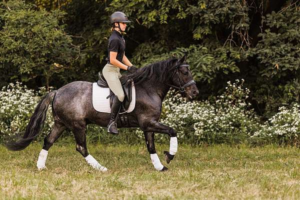 youth-gypsy-vanner-horse