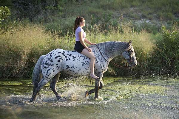 husband-safe-knabstrupper-horse