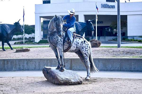 performance-knabstrupper-horse
