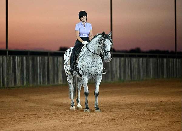 ranch-work-knabstrupper-horse