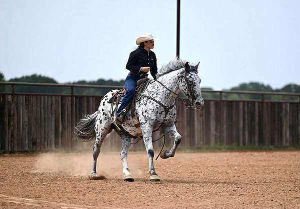ranch-knabstrupper-horse