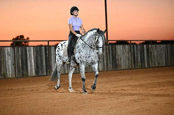 show-knabstrupper-horse