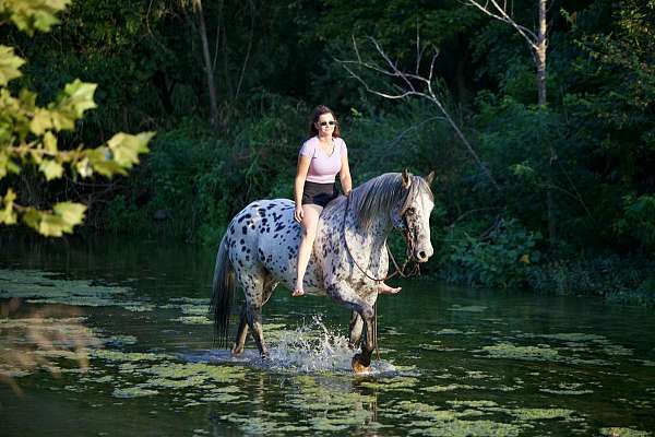 piebald-knabstrupper-gelding