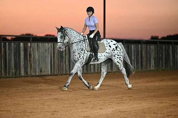 trail-riding-knabstrupper-horse