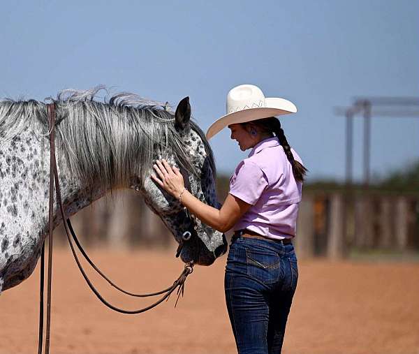 16-hand-knabstrupper-gelding