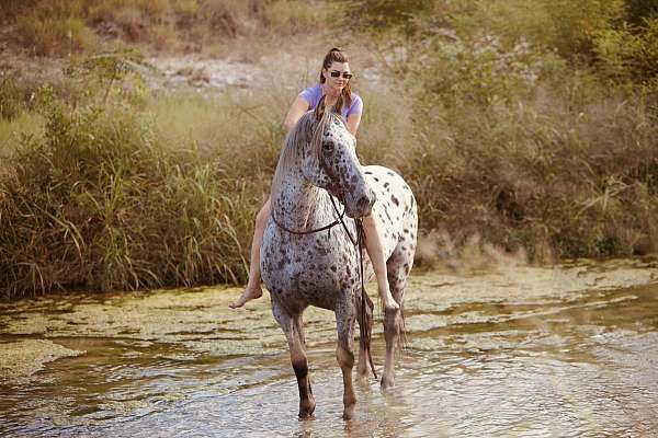 16-hand-knabstrupper-horse