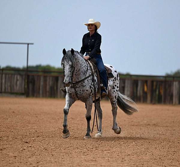 piebald-knabstrupper-for-sale