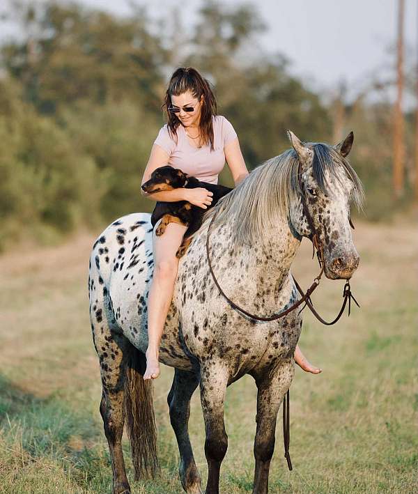all-around-knabstrupper-horse
