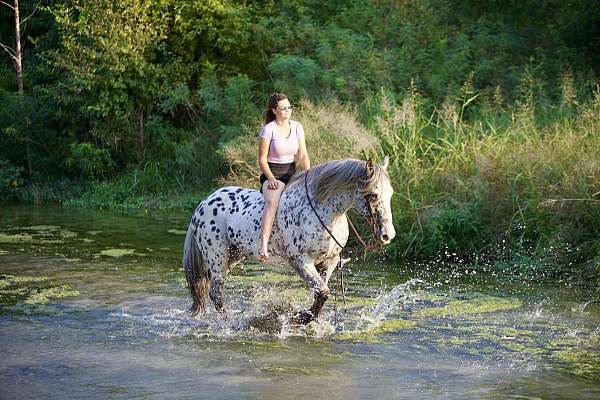 piebald-knabstrupper-horse