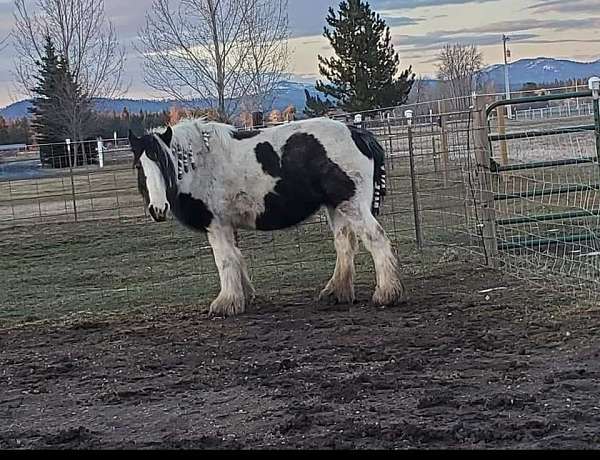 black-pearl-tobiano-horse