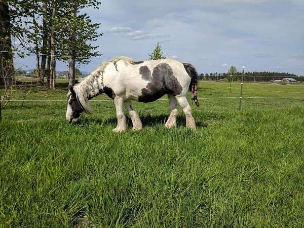 pearl-tobiano-horse