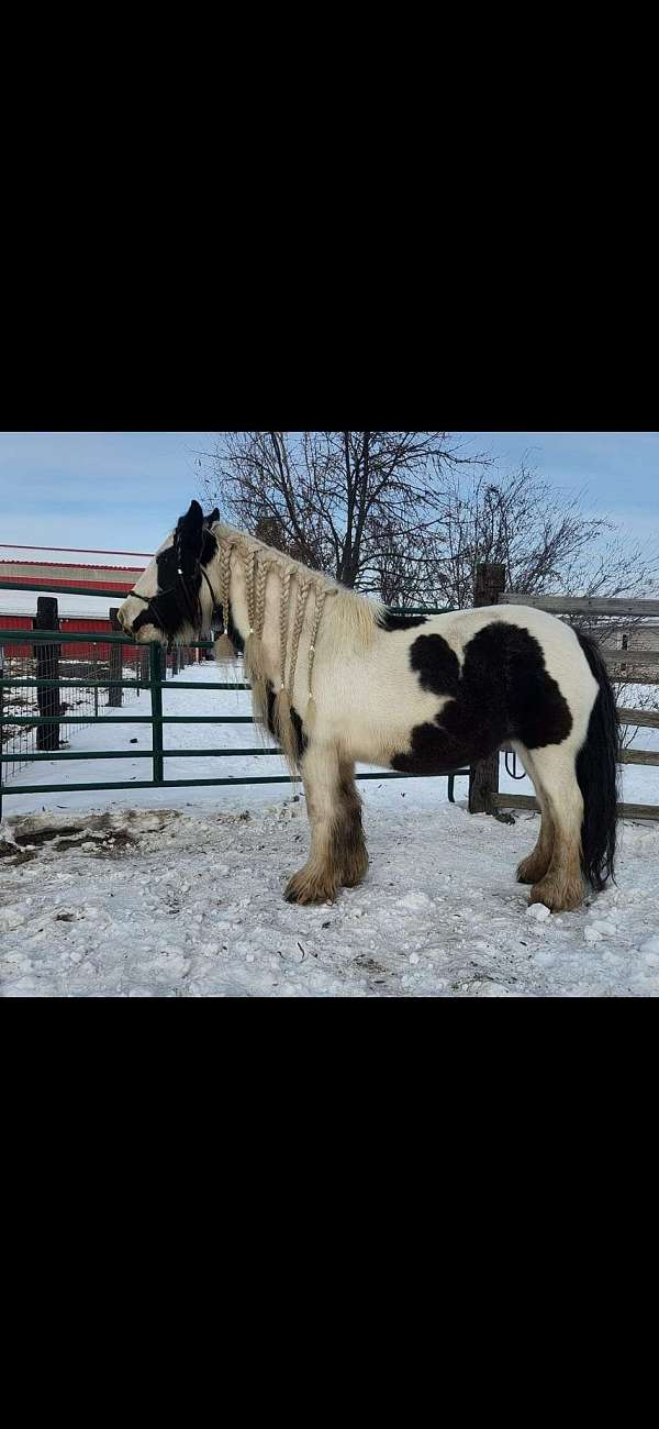 pearl-tobiano
