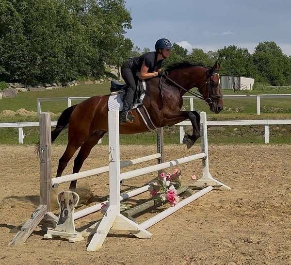 all-around-tb-thoroughbred-horse