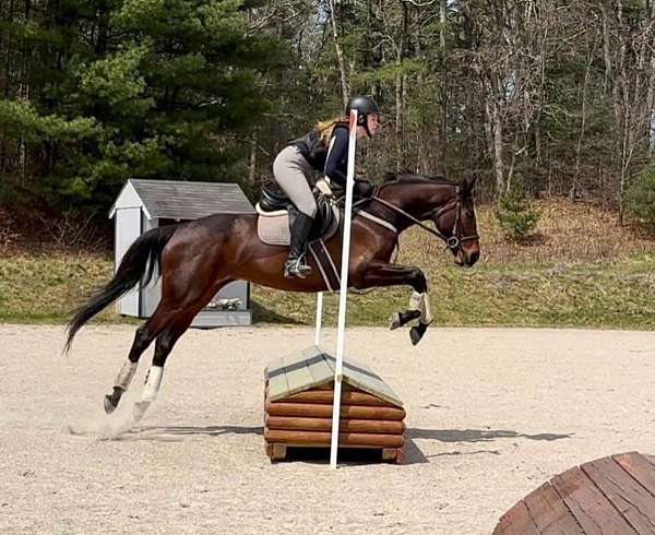 all-around-tb-horse