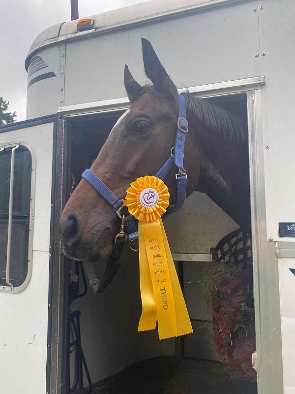 all-around-tb-mare