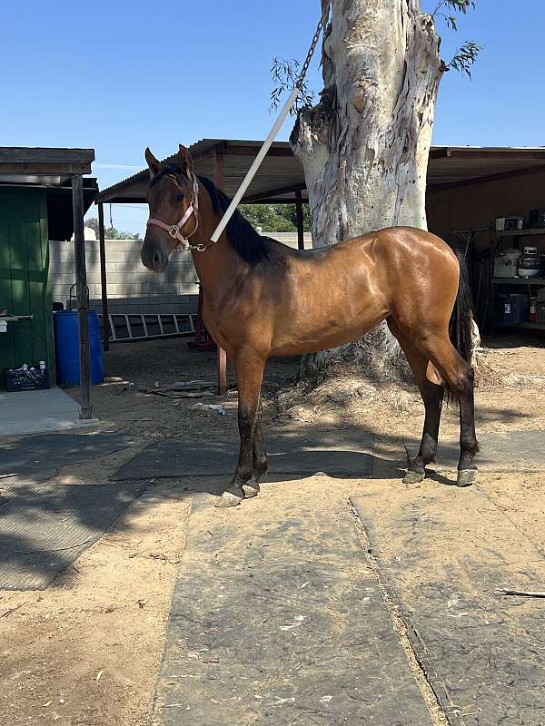 andalusian-yearling