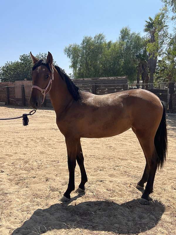andalusian-horse-for-sale