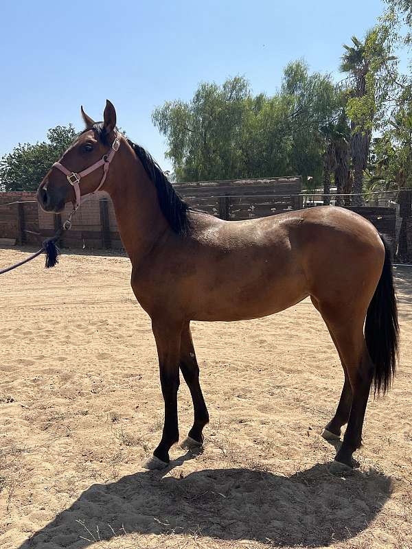 andalusian-horse