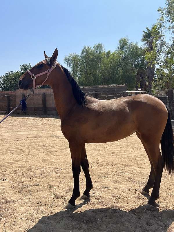 companion-andalusian-horse