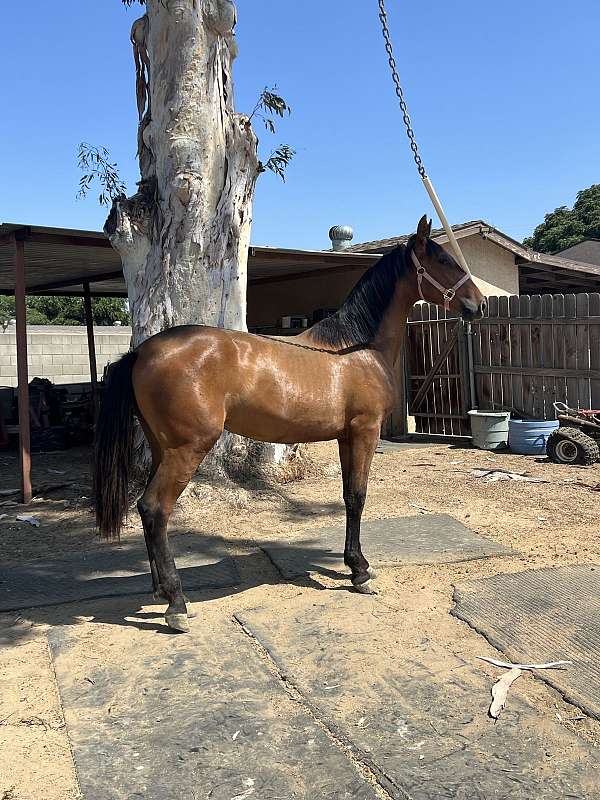 andalusian