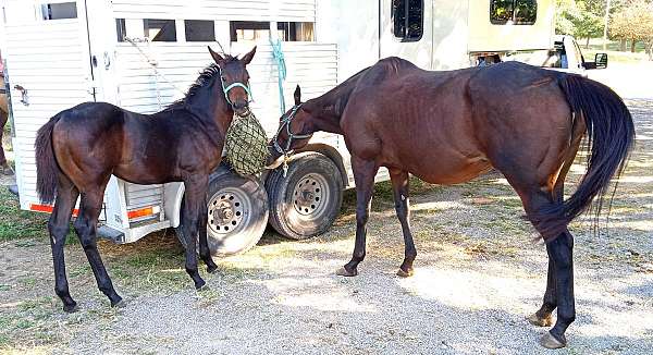 appendix-qh-horse