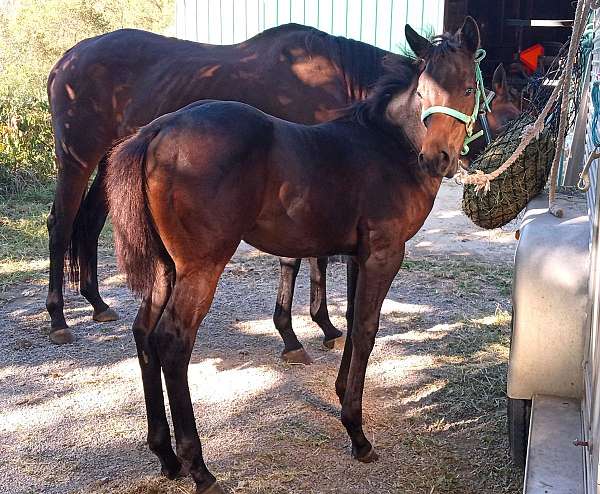 appendix-qh-quarter-horse