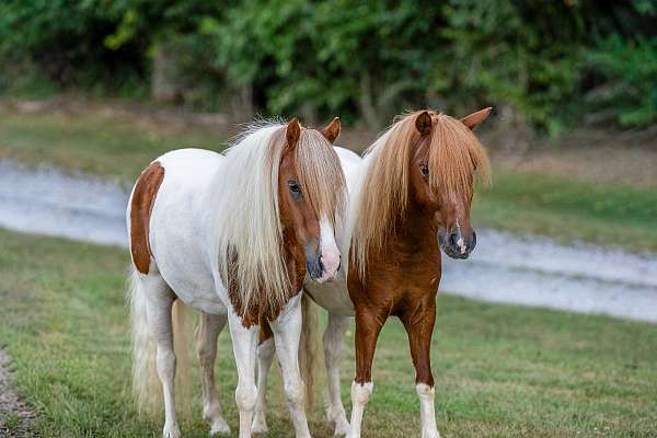 confidence-builder-pony