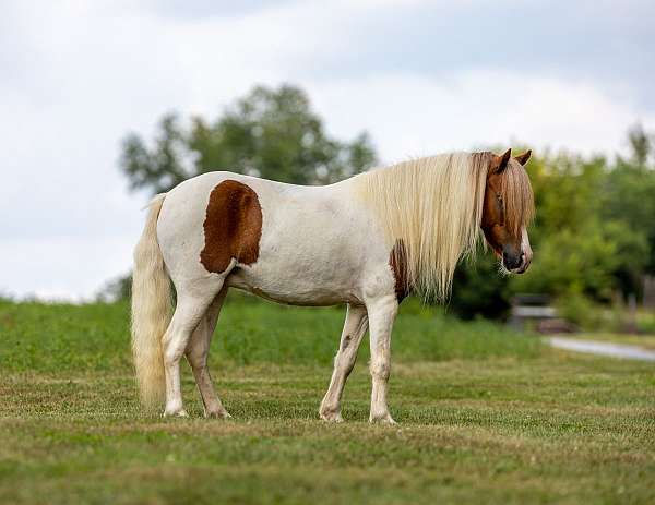 driving-pair-pony