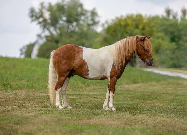 pair-of-pony