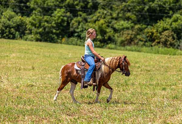 paint-pony