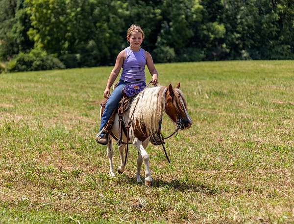sorrel-paint-pony